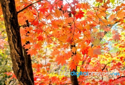 Maple In Autumn In Korea Stock Photo