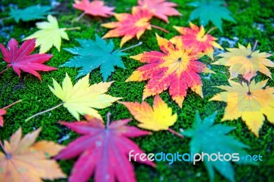 Maple In Autumn In Korea Stock Photo