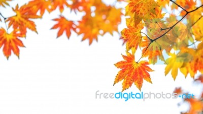 Maple In Autumn In Korea Stock Photo