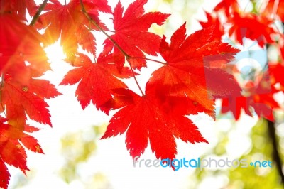 Maple In Autumn In Korea Stock Photo