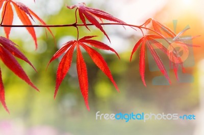 Maple In Autumn Season With Soft Focus Stock Photo