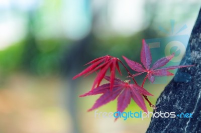 Maple In Autumn Season With Soft Focus Stock Photo