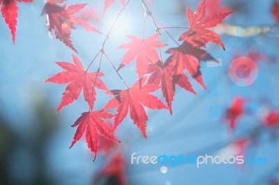 Maple Leaf Stock Photo