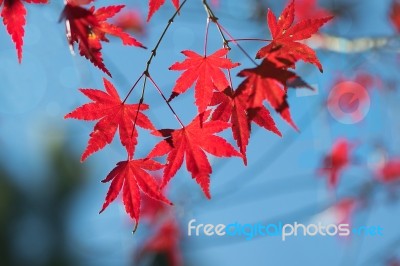 Maple Leaf Stock Photo