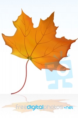 Maple Leaf Stock Image