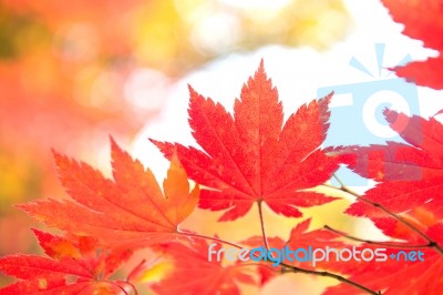 Maple Leaf In Autumn In Korea,autumn Background.(soft Focus) Stock Photo