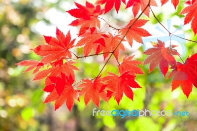 Maple Leaf In Autumn In Korea,autumn Background.(soft Focus) Stock Photo