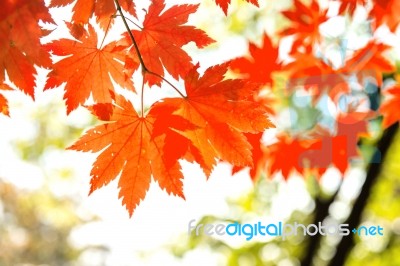 Maple Leaf In Autumn In Korea,autumn Background.(soft Focus) Stock Photo