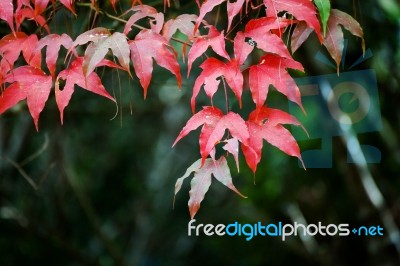 Maple Leaf On Green Plant Background Stock Photo