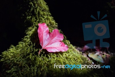 Maple Leaf On Green Plant Background Stock Photo