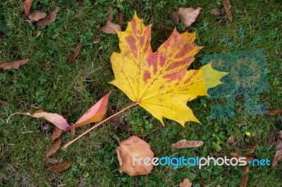 Maple Leaf On The Ground In Autumn In East Grinstead Stock Photo