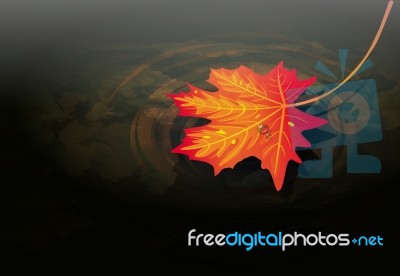 Maple Leaf On Water Stock Image