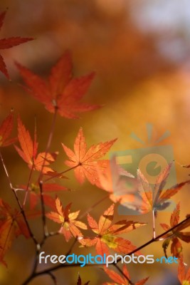 Maple Leaves Stock Photo