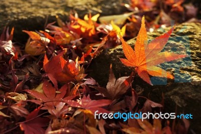 Maple On Rock Stock Photo