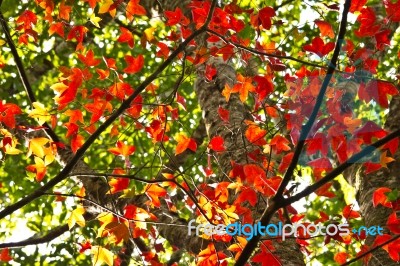 Maple Tree Stock Photo