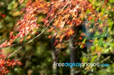 Maple Tree Garden In Autumn Stock Photo