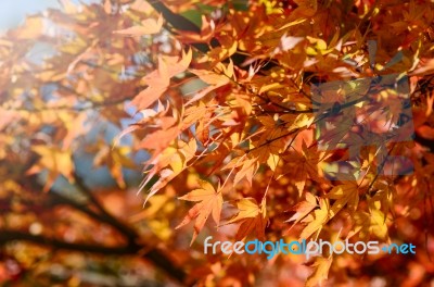 Maple Tree Garden In Autumn Stock Photo