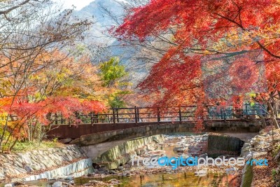 Maple Tree In Autumn In Korea Stock Photo