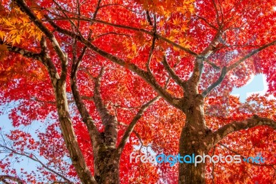 Maple Tree In Autumn In Korea Stock Photo