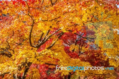 Maple Tree In Autumn In Korea Stock Photo