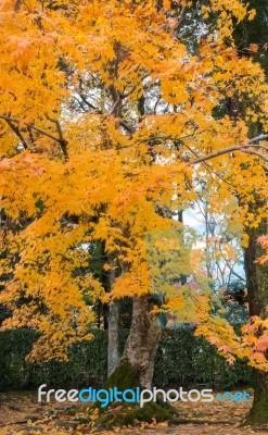 Maple Tree In Japan, Autumn Season Stock Photo