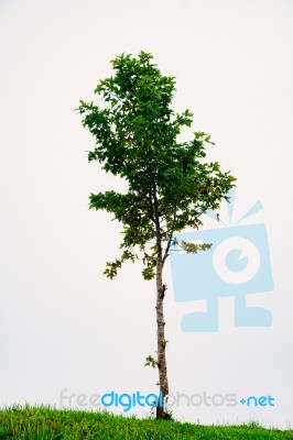 Maple Tree Isolated On White Stock Photo