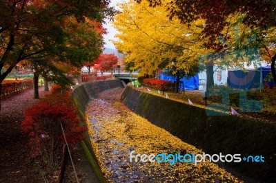 Maple Tunnel In Autumn, Kawaguchiko Stock Photo