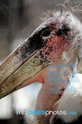 Marabou Stork Stock Photo