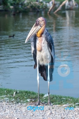 Marabou Stork Beside Water Stock Photo