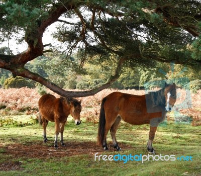 Mare And Foal Stock Photo