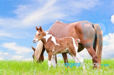 Mare And Foal With Brown White Stock Photo