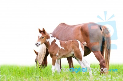 Mare And Foal With Brown White Stock Photo