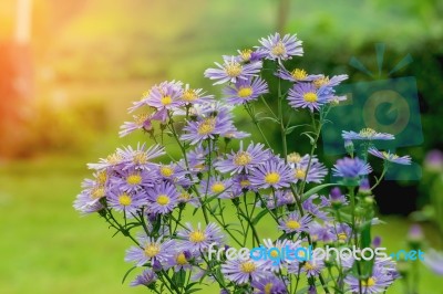 Margaret Flowers In The Garden Stock Photo