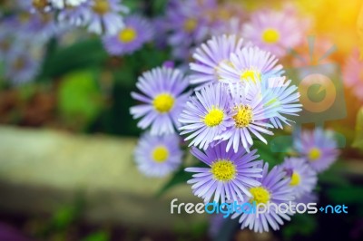 Margaret Flowers In The Garden Stock Photo