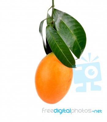 Marian Plum Fruit Isolate On White Background(mayongchid Maprang… Stock Photo