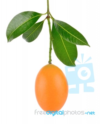 Marian Plum Thai Fruit Isolated On White Background Stock Photo