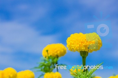 Marigold And Blue Sky Stock Photo