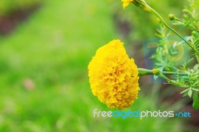 Marigold And Green Grass Stock Photo