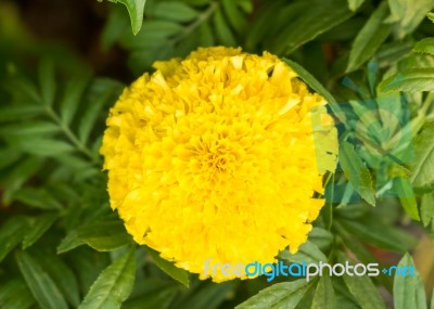 Marigold Flower Stock Photo