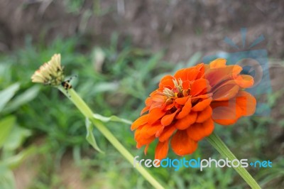 Marigold Flower Field In Rural Garden Stock Photo