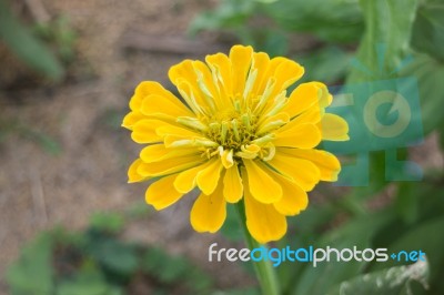 Marigold Flower Field In Rural Garden Stock Photo