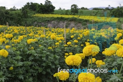 Marigold Flower Filed Stock Photo