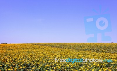 Marigold Flower Meadow In Blue Sky Stock Photo