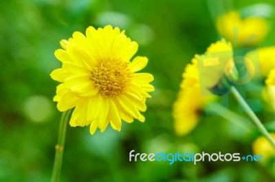 Marigold Flowers Close Up Stock Photo