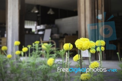 Marigold Flowers In Front Of Home Garden Stock Photo