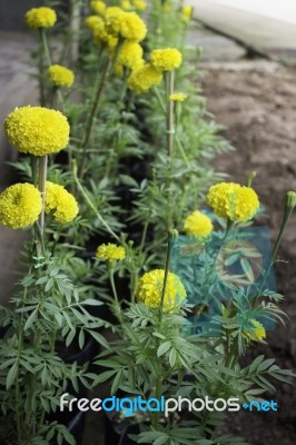 Marigold Flowers In Front Of Home Garden Stock Photo