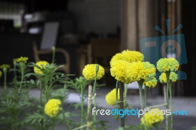 Marigold Flowers In Front Of Home Garden Stock Photo