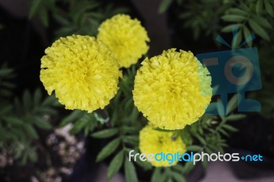 Marigold Flowers In Front Of Home Garden Stock Photo