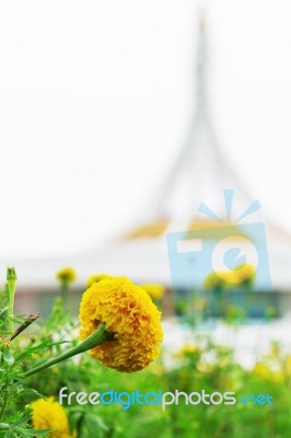 Marigold Flowers In Park Stock Photo