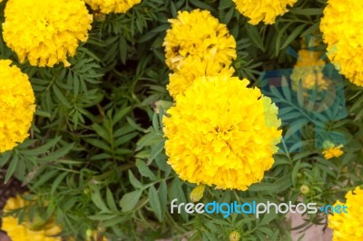 Marigold Flowers In The Garden Stock Photo